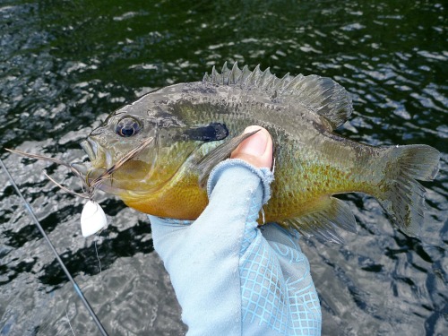 Large redbreast sunfish with bass popper