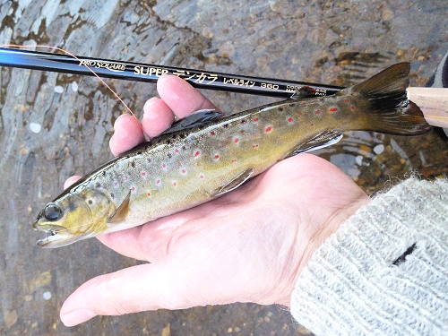 Angler holding brown trout and Nissin Level Line 360 rod.