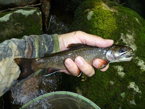 Angler holdin nice brook trout