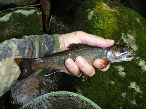 Angler holding brook trout