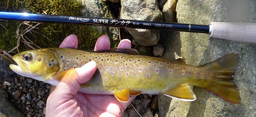 Angler holding brown trout alongside Nissin Pro Square 6:4 360