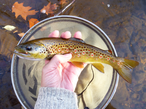 Angler holding brown trout just above the net.