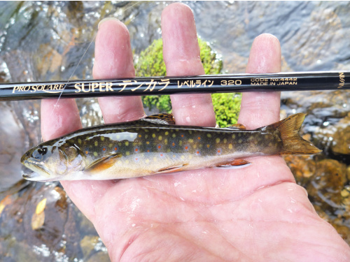 Angler holding small brook trout and Nissin Pro Square Level Line rod.