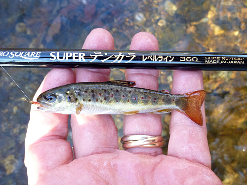 Angler holding very small trout, an orange fly is visible in its mouth.