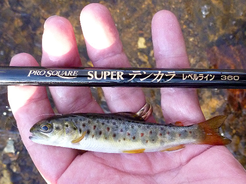 Angler holding 4 inch trout alongside Nissin Pro Square Level Line rod