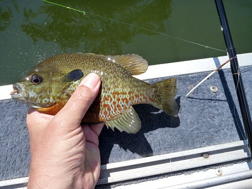Angler holding pumpkinseed sunfish caught with porcupine quill float.