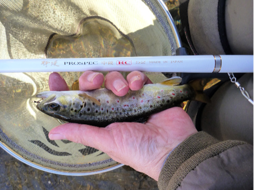 Suntech PROSPEC RC 52 soft and typical local wild trout.