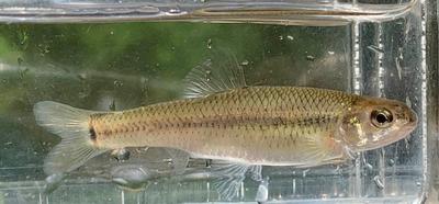 Bullnose Minnow