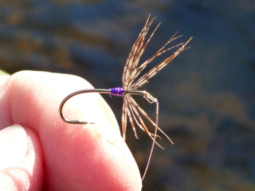 Angler holding fly with short purple silk body and fairly sparse hackle.