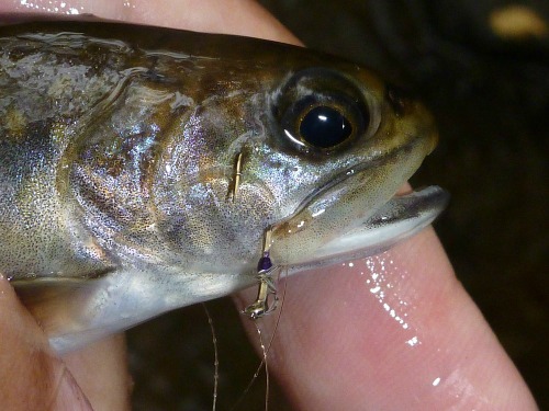 Brookie caught with a Purple Spot fly