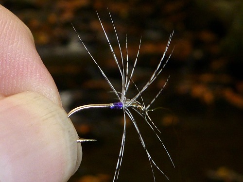 Purple Spot - one wrap of partridge hackle about 6 wraps of purple thread.