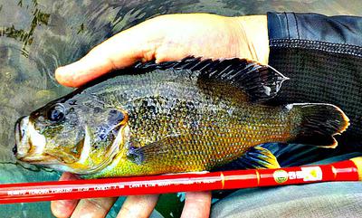 This Overgrown Green Sunfish was a Blast on the TF39!