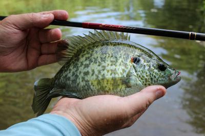 Nissin Zerosum 360 Easily Handled this Hefty Shellcracker