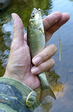 Angler holding fallfish caught with porcupine quill float