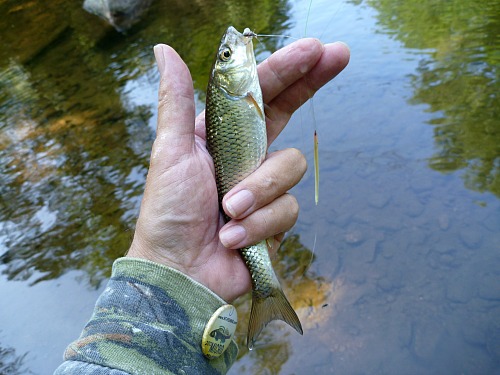 Angler holding fallfish and porcupine quill float
