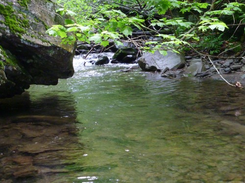 Pool in small stream protected by overhead branch.