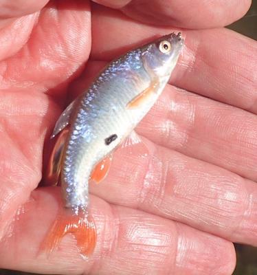 Red Shiner, Spawning Male