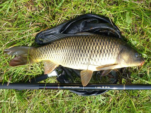 Nissin Red Dragon Carp Rod