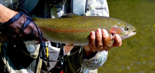 Fat rainbow trout caught with the Red dragon