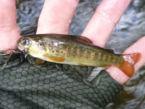 Angler holding small trout with mostly red spots below lateral line