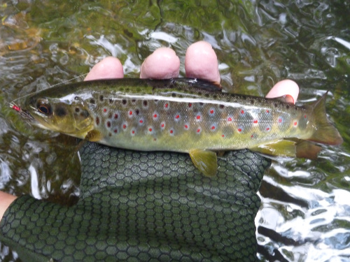 Angler holding small brown trout with red spots on and below lateral line