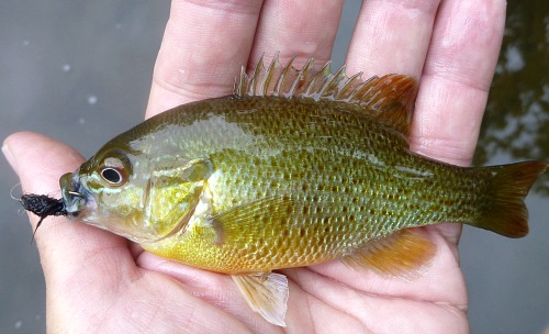 Angler holding Redbreast Sunfish