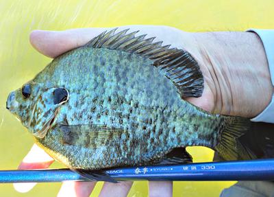 Hefty Redear Sunfish from the Blanco River