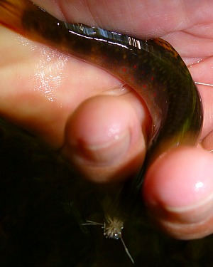Wriggly brook trout