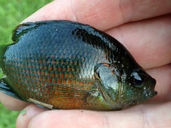 Redspotted Sunfish - photo by Jeff R, Texas