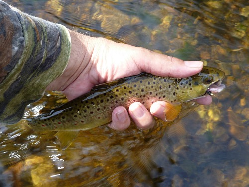 Angler holding brown trout at the surface. Bead head Killer Bugger in its mouth.