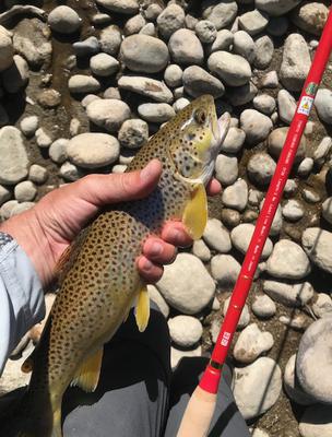 One of many nice browns on the Tenryu