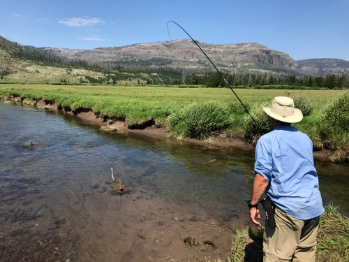 Angler fishing meadow stream, rod bent.