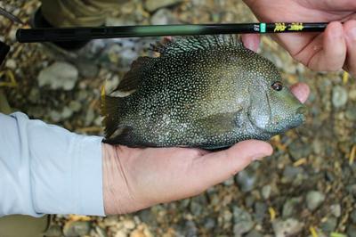 A Slab-Sided Rio Grande Perch Taken on a Shimotsuke Kiyotaki 18