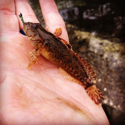 Mottled Sculpin