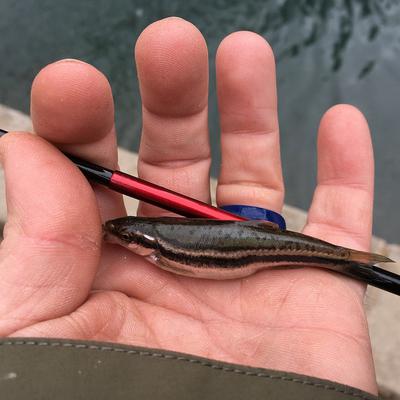 Southern Redbelly Dace