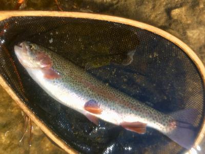 Boring old rainbow trout