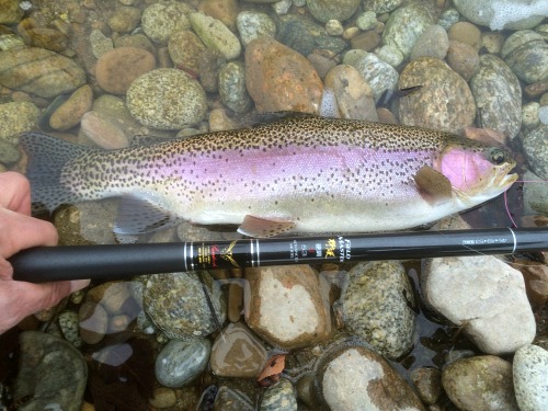Field Master 53 and rainbow trout