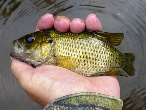 Angler holding Rock Bass