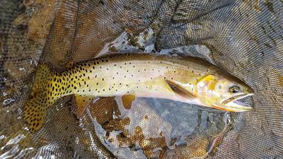 Cutthroat