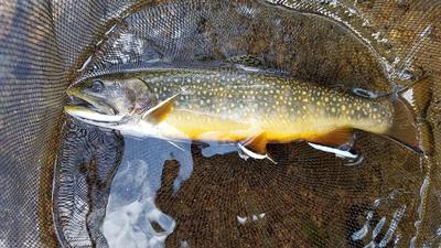 Brookie