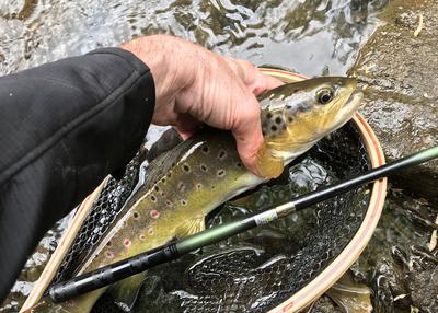 Kiyotaki with brown trout