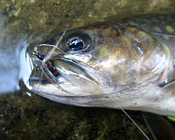 Brookie caught with Royal Sakasa Kebari