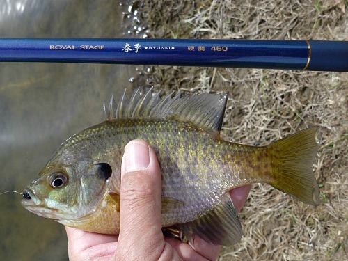 Syunki rod and bluegill