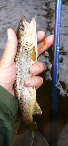 Modest brown trout with rod
