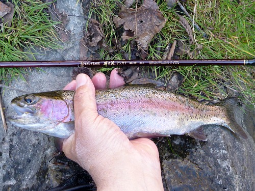 Angler holding rainbow trout and Honryu 330