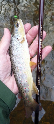 Brown trout caught with a bead head nymph, and Royal Stage Honryu 330