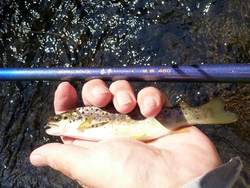 Nissin Royal Stage Syunki 450 and small brown trout