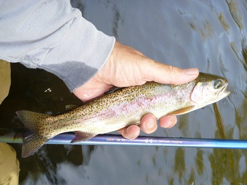 Angler holding rainbow trout and seiryu rod