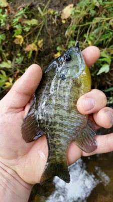 Angler holding small bluegill