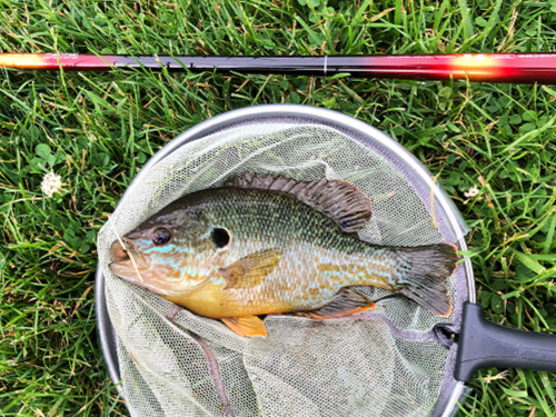 Green sunfish in net with Daiwa Sagiri